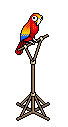 Papagaio Falante